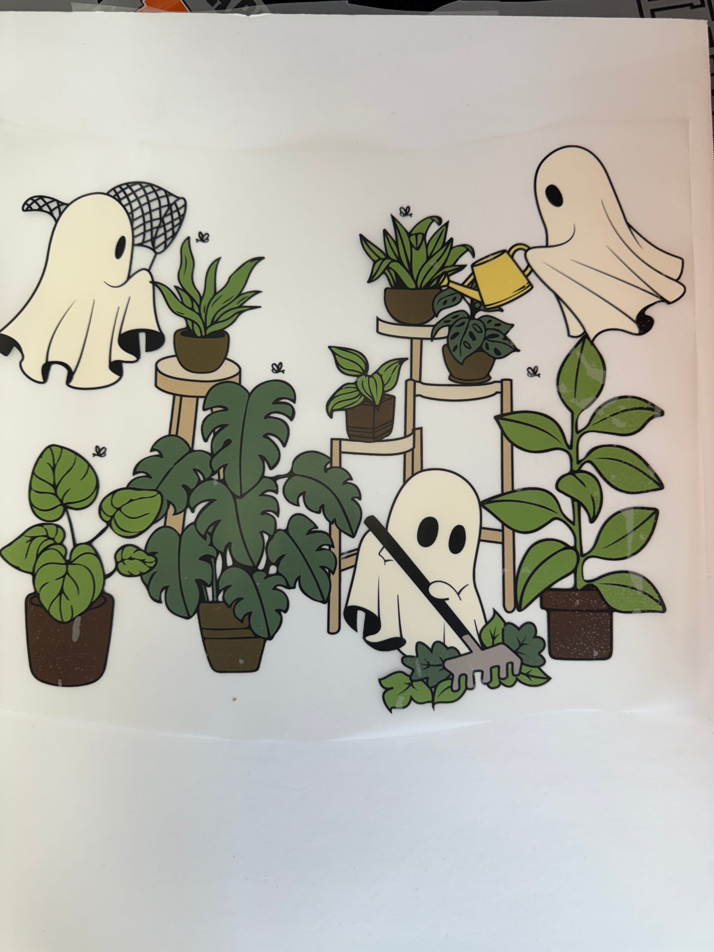ghost plants