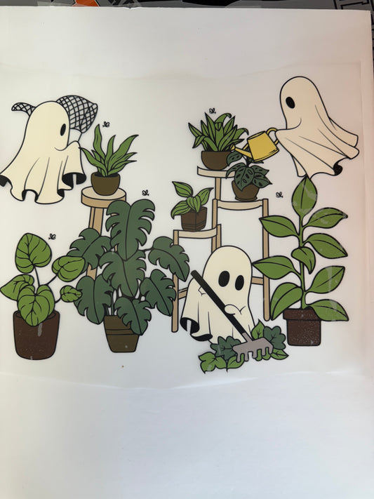 ghost plants